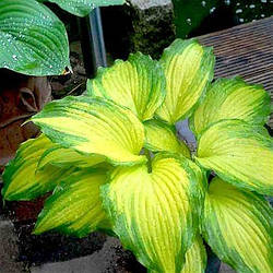 Хоста Amalia Амалія (садженці)