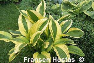 Хоста Aomori Setting Sun Аоморі Сетин Сан (сажники)