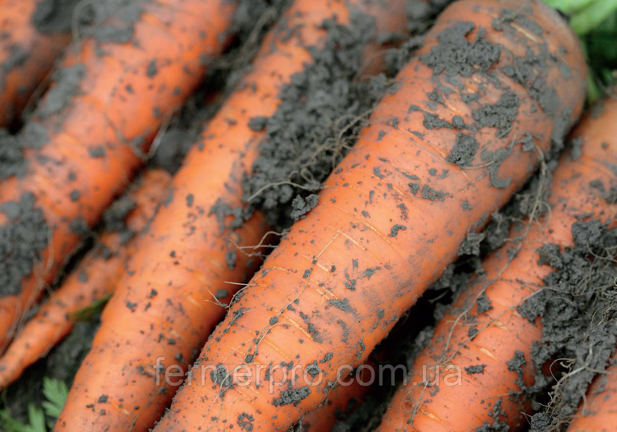 Насіння моркви Каротан/Karotan 100 000 насіння Rijk Zwaan, фракція 1.6-1.8 мм, фото 1