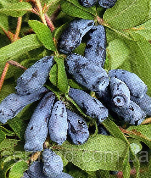 Жимолость їстівна Дует (саджанці 3 роки)