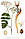 Бедринець ломикаменевий (Pimpinella saxifraga), корінь 50 грамів., фото 3