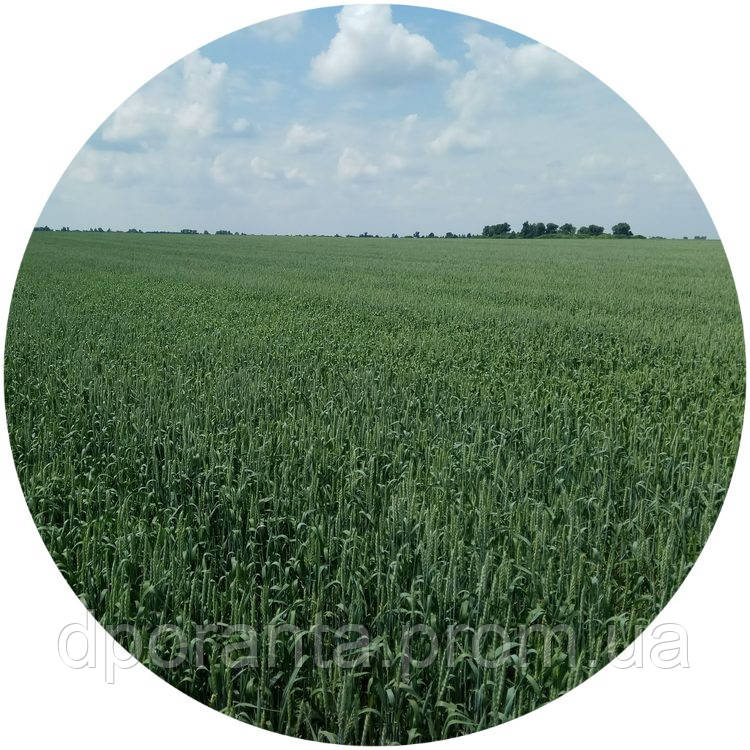 Насіння ярої пшениці Сімкода миронівська (БН, еліта)