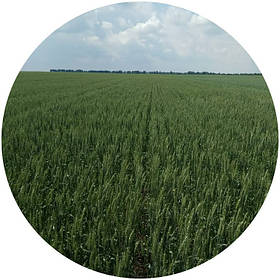 Насіння ярої пшениці Елегія миронівська (БН, еліта)