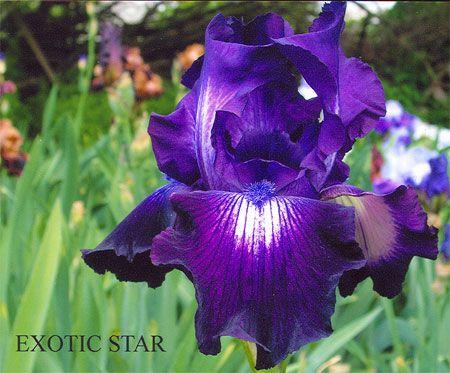 Ірис Exotic Star Екзотик Стар (Plongh 1974) (саджанці), фото 1