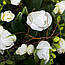 Шикарна композиція тюльпанів у кошику «Перлина», фото 2
