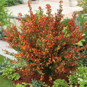 Ракитник вінечний Андреана "Олена" \ Cytisus Andreanus Lena (саджанці 2 роки с1.5л ), фото 3