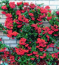 Піраканта Ред Колумн \ Pyracantha coccinea 'Red Column' ( саджанці 3 роки С3л ), фото 3