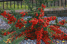 Піраканта Ред Колумн \ Pyracantha coccinea 'Red Column' ( саджанці 3 роки С3л ), фото 4