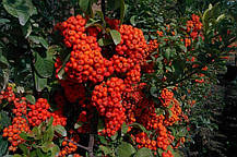 Піраканта Ред Колумн \ Pyracantha coccinea 'Red Column' ( саджанці 3 роки С3л ), фото 5