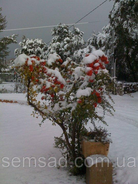 Пираканта Солейл Дор \ Pyracantha 'Soleil d'Or' ( саженцы С1.5л ) - фото 3 - id-p823554729