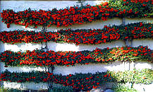 Піраканта Солейл Дор \ Pyracantha 'Soleil d'or' ( саджанці С1.5л ), фото 5