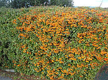 Піраканта Солейл Дор \ Pyracantha 'Soleil d'or' ( саджанці С1.5л ), фото 6