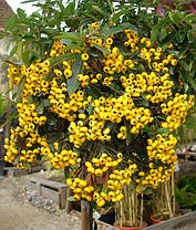 Піраканта Солейл Дор \ Pyracantha 'Soleil d'or' ( саджанці С1.5л ), фото 3