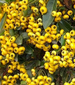 Піраканта Солейл Дор \ Pyracantha 'Soleil d'or' ( саджанці С1.5л )