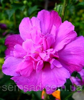 Гібіскус сирійський махровий "Sanchoyo" \ Hibiscus syriacus 'Sanchoyo' ( саджанці 2 роки)