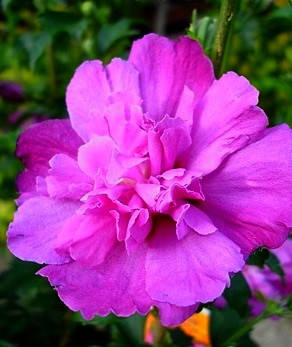 Гібіскус сирійський махровий "Sanchoyo" \ Hibiscus syriacus 'Sanchoyo' ( саджанці 2 роки), фото 1