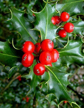 Падуб гостролистий Аляска \ Ilex aquifolium 'Alaska ( саджанці 3 роки), фото 3