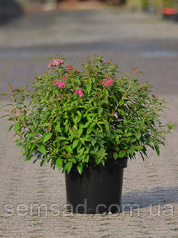 Спирея японская "Литтл Принцесс"\ Spiraea japonica 'Little Princess' ( саженцы 3 года ЗКС) - фото 1 - id-p565013203