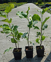 Магнолія Суланжа Вербаніка \ Magnolia soulangiana Verbanica (саджанці 3 роки), фото 3