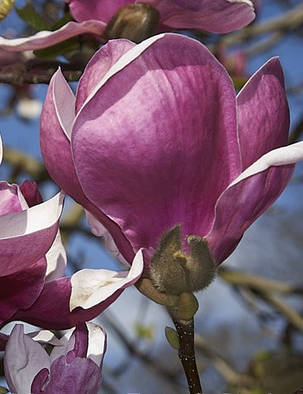 Магнолія Суланжа Вербаніка \ Magnolia soulangiana Verbanica (саджанці 3 роки), фото 2