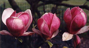 Магнолія Суланжа Вербаніка \ Magnolia soulangiana Verbanica (саджанці 3 роки), фото 2