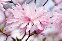 Магнолія зірчаста Розеа \ Magnolia Stellata Rosea ( саджанці 3 роки 100-120см ), фото 5
