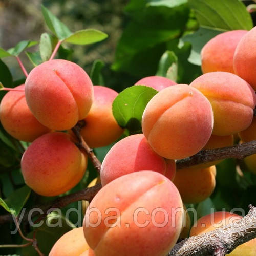 Абрикос Німфа (ранній), фото 1