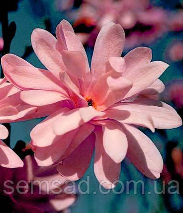 Магнолія лебнера Распберрі Фан \ Magnolia loebneri Raspberry Fun ( саджанці 3 роки), фото 1