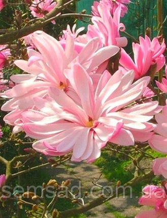 Магнолія лебнера Распберрі Фан \ Magnolia loebneri Raspberry Fun ( саджанці 2 роки), фото 1