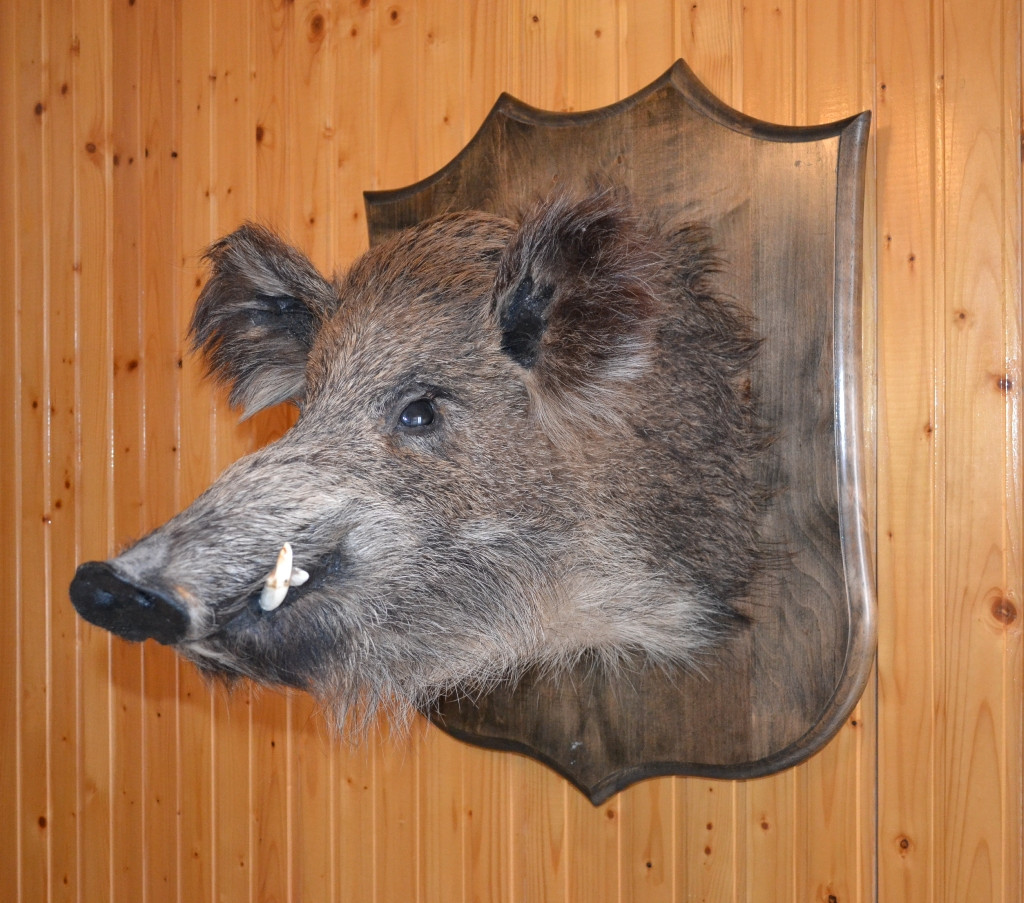 Чучело великої голови кабана на стіну купить в Украине цена, фото ...