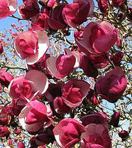 Магнолія Суланжа Рустика Рубра \ Magnolia soulangiana 'Rustica Rubra' (саджанці 3 роки 80 - 100см ), фото 2