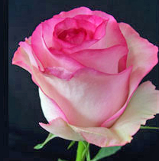 Роза двоколірна красива Bela Vita (Белла Віта)
