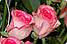 Роза двоколірна красива Bela Vita (Белла Віта), фото 6