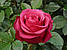 Велика троянда букетна Cherry O. (Черрі О), фото 4