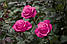 Велика троянда букетна Cherry O. (Черрі О), фото 5