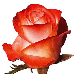 Роза двоколірна гібридна Farfalla (Фарфалла)