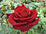 Шикарна троянда для букета Forever Young (Форевер Янг), фото 2