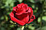 Червона троянда поштучно Freedom (Фрідом), фото 4
