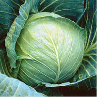 Грегоріан F1 (2500 нас.) насіння капусти б/к Syngenta