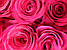 Рожева гарна троянда бутон Pink Floyd (Пінк Флойд), фото 4