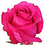 Рожева гарна троянда бутон Pink Floyd (Пінк Флойд), фото 5