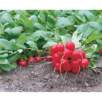 Насіння редису Мондиаль /Mondial (фракція 2,25-3,25) 25000 сем., Rijk Zwaan