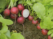 Насіння редису Арли/Arley (фракція більше 3,0) 25000 сем., Rijk Zwaan