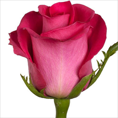 Роза поштучно для букета Topaz (Топаз)