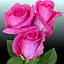 Роза поштучно для букета Topaz (Топаз), фото 5