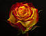 Оригінальна троянда для букета Tutti Frutti (Тутті Фрутті), фото 3
