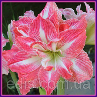 Гиппеаструм махровый Pretty Nymph (Притти Нимф) 1 луковица 24/26 +