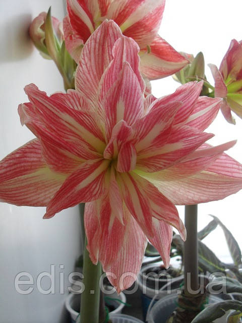 Гиппеаструм махровый Pretty Nymph (Притти Нимф) 1 луковица 24/26 +