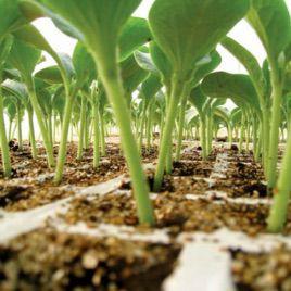 Насіння підщепи Пелопс Cucurbitaceae F1 (Пелопс), 1000 сем., Rijk Zwaan, фото 1