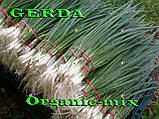 Насіння, Лук на зелень (на перо) ГЕРДА/GERDA, ТМ SEMO, 500 грамів (орієнтовно 200 000 насіння), фото 2